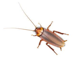 Realistic Cockroach Insect Isolated On White Back