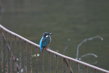 common kingfisher in a forest