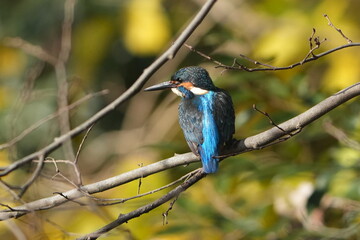 common kingfisher in a forest