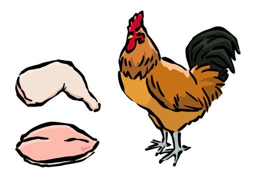 地鶏と鶏肉の手書き風イラスト