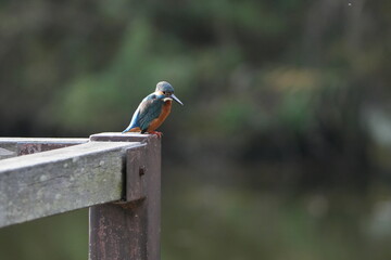common kingfisher in a forest