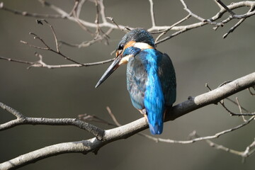 common kingfisher in a forest