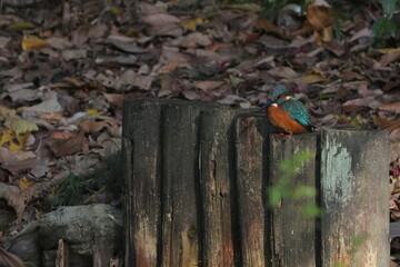 common kingfisher in a forest