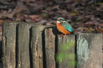common kingfisher in a forest