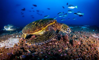 Foto op Canvas Green sea turtle (Chelonia mydas) swimming in tropical underwaters. Pacific green turtle in underwater world. Observation of wildlife ocean. Scuba diving adventure in Ecuador coast of Galapagos © Alex Vog