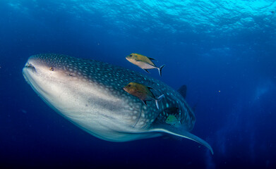 Juvenile Whale Shark (Rhincodon typus) swimming in tropical underwaters. Whale Shark in underwater...