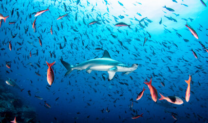 Hammerhead shark (Sphyrnidae) swimming in tropical underwaters. Hammer shark in underwater world....
