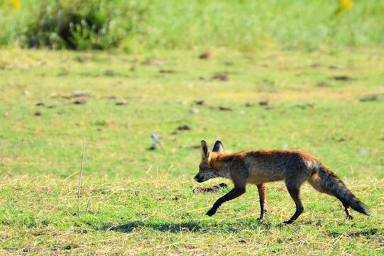Zorro, Fox, Raposa, Vulpes vulpes