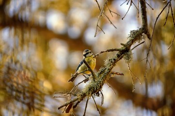 Herrerillo com&uacute;n, Cyanistes caeruleus, 
