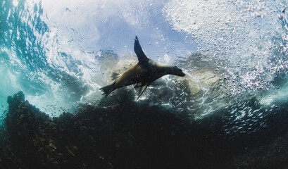 Galapagos fur seal (Arctocephalus galapagoensis) swimming in tropical underwaters. Fur seal in...