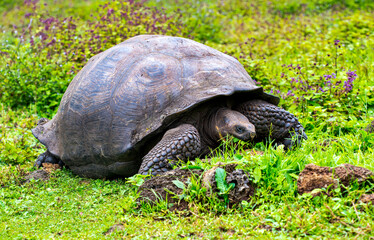 Naklejka na ściany i meble Galápagos tortoise (Chelonoidis elephantopus) in tropical Galapagos island. Giant turtle (tortuga) in animal world. Observation of wildlife area. Holiday adventure in Ecuador