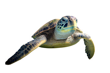Close up portrait of a green sea turtle (Chelonia mydas) swimming underwater in a lagoon,generative AI