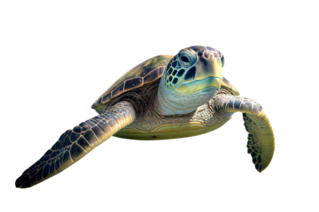 Close up portrait of a green sea turtle (Chelonia mydas) swimming underwater in a lagoon,generative AI