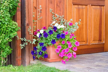 Fototapeta na wymiar Hanging petunias or surfinias flowers in the pot . Summer garden inspiration for container plants.