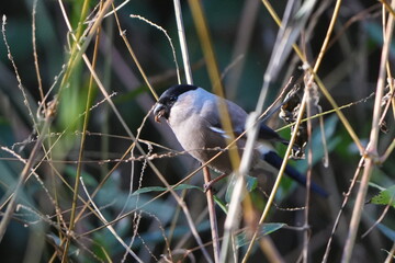 eurasian bullfinch in a forest