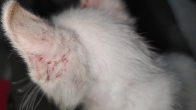 Sick kitten ears suffering from ringworm