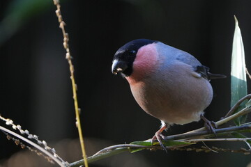 eurasian bullfinch in a forest