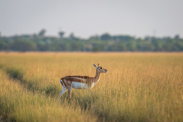 wild female blackbuck or antilope cervicapra or Indian antelope side profile crossing forest tack in winter evening golden light in grassland landscape habitat of velavadar national park gujrat india