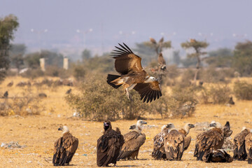 gyps fulvus or griffon vulture or eurasian griffon flying with full wingspan near flock or family...