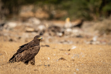 Steppe eagle or Aquila nipalensis closeup in winter morning light during migration at desert national park jaisalmer rajasthan india asia
