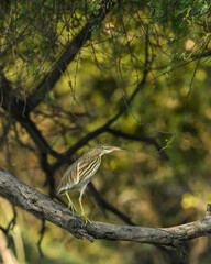 Indian Pond Heron or Ardeola grayii perched on branch in natural green background at keoladeo national park or bharatpur bird sanctuary rajasthan india asia