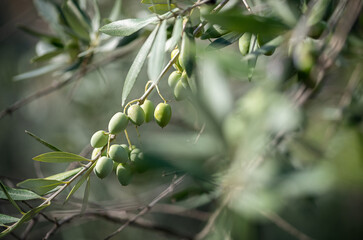 Olive tree with green olives, close up. Concept of olives, tradition. Olive growing. Olive grove...