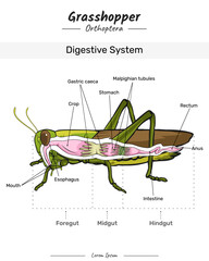 Grasshopper Digestive system with insect body