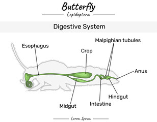 Butterfly Digestive system