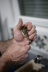 Ouverture des huitres