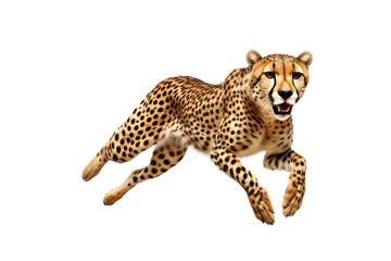 Running Leopard Isolated On Transparent Background