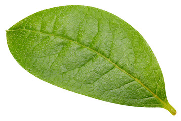 Leaf nut isolated on white