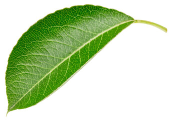 Obraz premium Pear leaf isolated