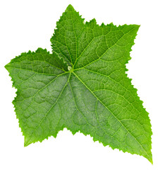 Cucumber leaf isolated