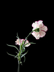 A carnation on a black background