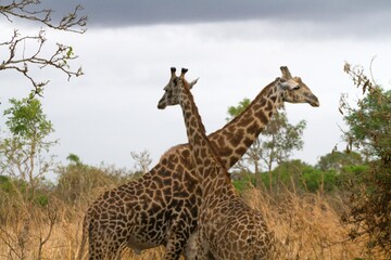 Giraffen im Mikumi Nationalpark
