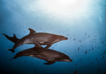 Dolphin (Delphinidae) mammal swimming in tropical underwaters. Two Dolphins in underwater wild...