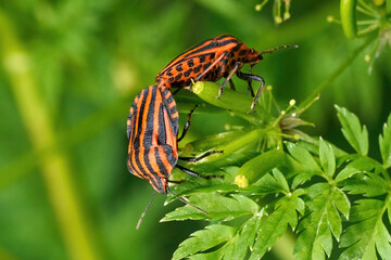Zwei Streifenwanzen (Graphosoma italicum) bei der Paarung auf einer grünen Pflanze -...
