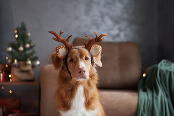 A Nova Scotia Duck Tolling Retriever dog sports festive reindeer antlers, embracing the holiday...