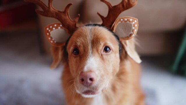 A Nova Scotia Duck Tolling Retriever dog sports festive reindeer antlers, embracing the holiday spirit beside a decorated Christmas tree