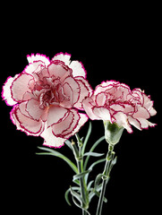 A bouquet of Mother's Day flowers with carnations on a black background