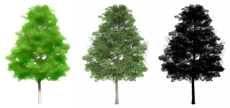 Set or collection of Lacebark Elm trees, painted, natural and as a black silhouette on white background. Concept or conceptual 3d illustration for nature, ecology and conservation, strength, beauty