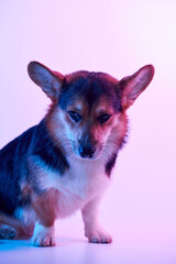 Pembroke Welsh Corgi portrait isolated on white studio background with copy space, purebred dog