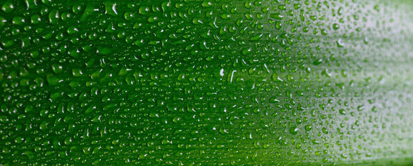Water drops on fresh green leaf. - 694810400