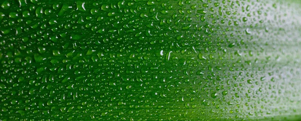 Foto op Aluminium Water drops on fresh green leaf. © Anatolii