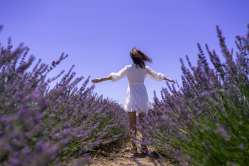 Woman in white dress in blooming fragrant lavender on fields. Bushes of lavender purple aromatic...
