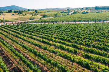 Fototapeta na wymiar Aerial shot of rows of vineyards on vineyard plantation for wine production