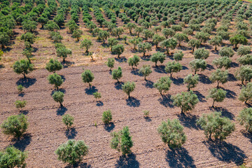 Olive trees plantation in farm are planted in rows, aerial shot