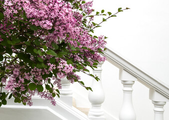 Lilac blooming in Chelsea, London, England