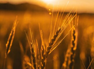 Countryside/field background, wheat leaves macro photography