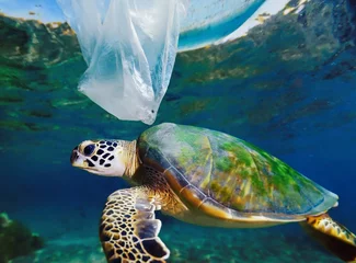 Poster Marine pollution, turtle next to plastic bag underwater © D'Arcangelo Stock